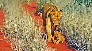 This tiny lion cub has just learned how to walk. Mom can't resist herself and dribbles the cub like a soccer ball. 😂 | Cute Tings