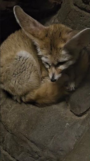 🦊✨ Adorable Little Fennec Fox! Those Ears! That Face! 💕
