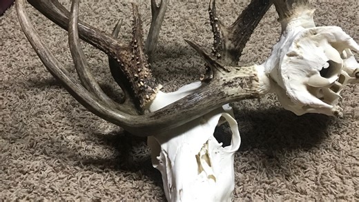 Remember those tangled bucks in Table Rock Lake? Here's how their story ends