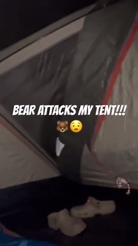 Bear attacks tent - survival camping