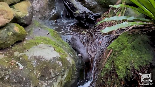 364K views · 5.7K reactions | Just Trey, our resident platypus showing off his expert climbing abilities! ☺️ Have you ever witnessed anything like it? Thanks, keeper Nat for capturing this remarkable moment! #forthewild #tarongatv | Taronga Zoo Sydney | Facebook