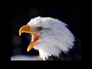 american bald eagle sounds and calls