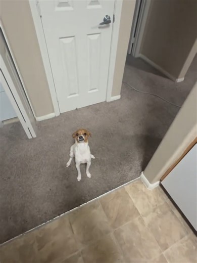 Mission failed successfully.😭🥰🥰 #funnydogs #doglovers #dogfail #fyp