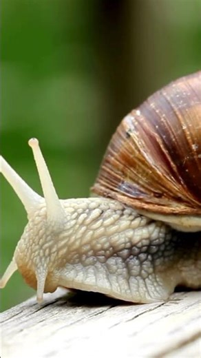 Snail garden shell