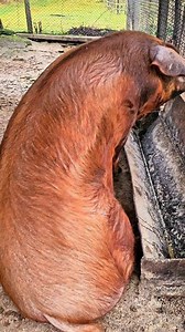 Duroc 300 kg! #Duroc #DurocPig #HeritagePig #FarmLife #TraditionalFarming #CountryLife #RusticLife | Carpathian Mountain Cooking