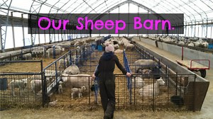 1K views · 44 reactions | Since I'm kind of new with this FB page, I thought I would give you all a glimpse inside the barn and answer some building questions many of you have asked. Hopefully it helps some who are interested in building a sheep barn, or are just curious about our facility. | Sandi Brock - Sheepishly Me. | Facebook