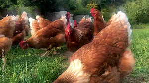 Great happy wholesome footage of free range chickens on an organic family farm. Red and healthy, the chickens hunt and peck in the sunny grass around the camera. Fluffy feathers and lots of movement.