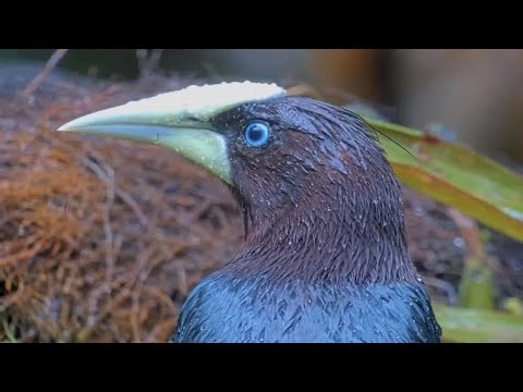 Oropendola Collects Raindrops On Casque During Wet Afternoon In Panama | Dec. 10, 2025