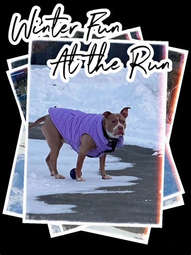 Winter Fun at Rockaway Freeway Dog Run