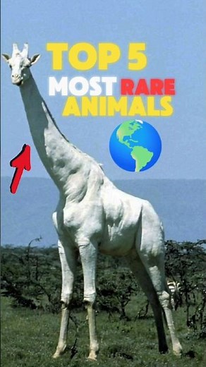 Top 5 MOST Rare animals in the world.