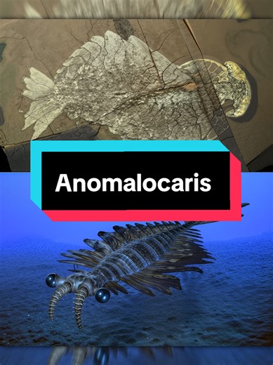 Menjelajahi Anomalocaris: Predator Purba Laut