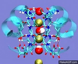 Potassium ions moving through selectivity filter of potassium channel (KcsA) on Make a GIF