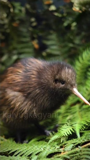 Kiwi Bird 🕊️#shoert#shortvideo#ytshorts#shirtsfeed#facts#animals#wildlife#birds#kiwi