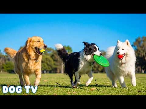 12 Hours Dog TV for Dogs to Watch ✨ Calming Music 🐶💖 Relax Dogs Home Alone with Gentle Piano