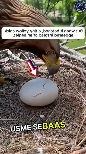 This mother eagle stepped on her only egg | But a farmer help her 😱🫡 #respect #shorts #ytshorts