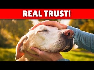 10 Signs Your Dog Really TRUSTS YOU