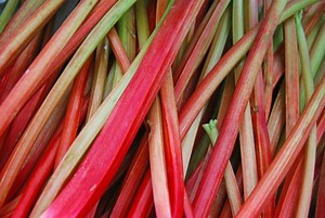 Listen to the Sick Beats of Rhubarb Growing in the Dark