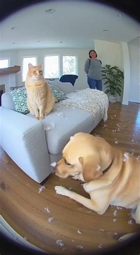Pillow Fight Blame Game Caught on Camera! #doorbellcam #petblame