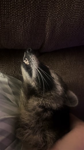 This is how Crystal often falls asleep. Snoot in the air 😂 I have no idea how that’s comfortable but it must be for her 🤷‍♀️🥰 *we are a legally licensed rescue for raccoons with disabilities