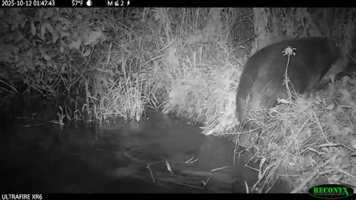 We published an image of a solitary beaver in a Coyote Run pond a few months ago. It looks like now there are a pair of them and they built a lodge. Maybe they'll be a few more of them next spring. Video courtesy of Kevin B. | Coyote Run