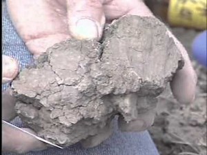 Vertisolic Order - Canadian System of Soil Classification