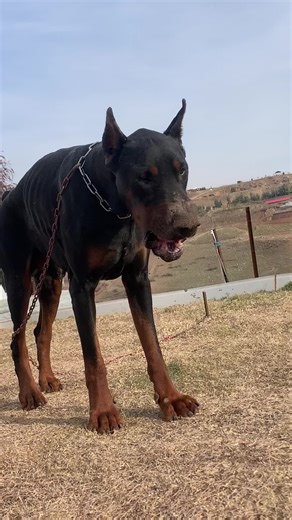 القطط وزواجها لأول مرة: فيديو مدهش