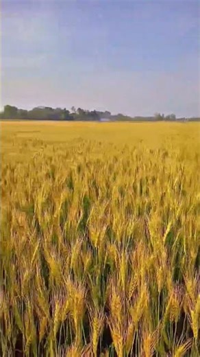 #farming is beautiful & hardworking occupation 💗💕