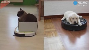 388K views | The only thing better than adorable pets are adorable pets who help clean up after themselves. But who looks better doing it? | The News Leader | Facebook