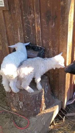Goofy goat antics with slapstick comedy from Goatanamo's Raisin, Reisling, and supporting actress, Pixie. Like and follow for a cornucopia of cute convict content to come. #pygoragoats #goatfarm #funnyvideos #babygoats