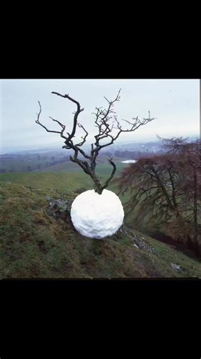 Andy Goldsworthy est un artiste britannique qui s’intéresse à la sculpture et au Land Art. Il crée des installations dans la nature qui utilisent des matériaux naturels tels que des branchages ou des feuilles. https://andygoldsworthystudio.com/ | Improbables Librairies, Improbables Bibliothèques