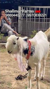 Jaat Bloodline Kota Goat from Shalimar Farms Going to Ali Goat Farms Hyderabad