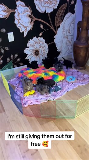 #usa #yorkie | yorkies