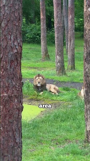 Largest safari park in Europe😍 (📍Serengeti Park Hodenhagen)