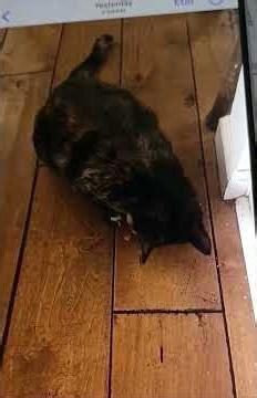 kitty in kitchen cupboard and getting treats