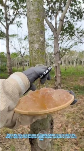Satisfying Natural Rubber Tapping from a Rubber Tree!