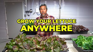 Are you dreaming of fresh, crisp lettuce but don’t think you have the space to grow it? Think again! Whether you’re in a small apartment, have a balcony, or a sunny corner in your kitchen, growing lettuce is easier than you think—and we’re here to show you how. 💚 In this video, we’ll guide you through: 1️⃣ Choosing the Right Lettuce: Learn which varieties grow best in small spaces and different conditions. Butterhead, loose-leaf, or even romaine—find your perfect match! 2️⃣ Setting Up Your Spac