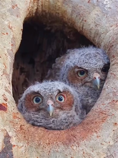 Amazing Wildlife Sounds of Deer Attacks