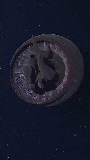 Meet Tiburonia granrojo, the jelly known as Big Red ❤️ #deepsea #jellyfish #montereybay #bigred