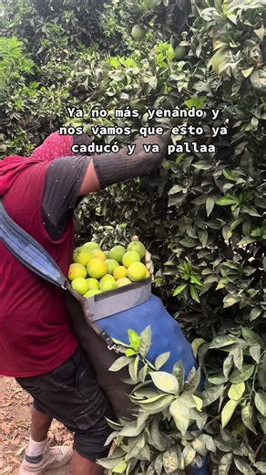Fruit Harvesting Techniques in Lush Environments