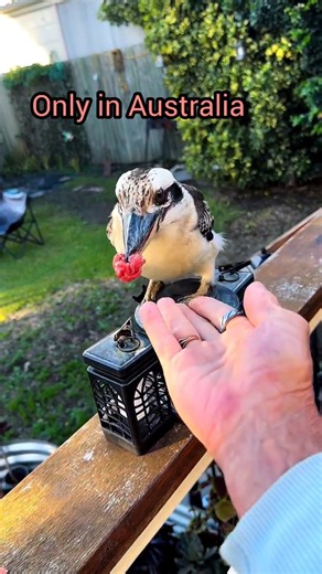 Why is Kookaburra so friendly? #shorts #friendlybird #kookaburra