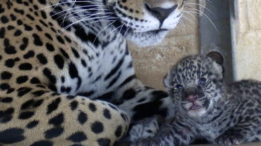Alexandria Zoo planning weekend of events to celebrate new jaguar cub