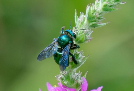 Difference Between Male and Female Carpenter Bees | Identification and Control Guide - Pest Samurai