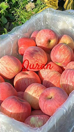 Surah Al-An‘ām | Beautiful Recitation with Translation #motivation