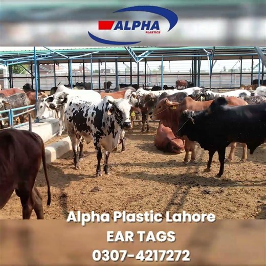 Animal Ear Tag Manufacturing | QR Code & Numbered Tags | Alpha Rubber & Plastic Works #alphaplastics