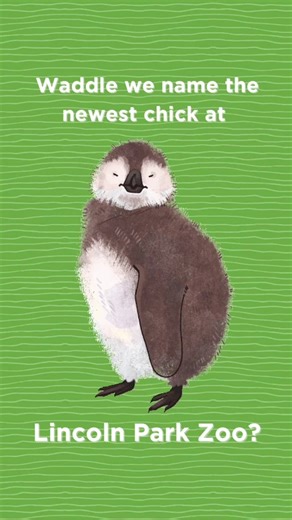6.9K views · 99 reactions | Born in October, this little chick is helping protect a species that’s critically endangered. Now we need your help picking the perfect name for this special little penguin! Drop your ideas in the comments, and tune in Thursday, November 13 for the official poll to see if your suggestion made the list. | Lincoln Park Zoo | Facebook