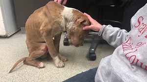 61K views · 4.1K reactions | Sweet, sweet Marco. He's on antibiotics and his body is fighting the infection. As this video shows, though, his wounds go deeper than what we see on the surface. We are here to help him through all stages of healing. He needs all of us! Strayrescue.org/stracks | Stray Rescue of St. Louis | Facebook