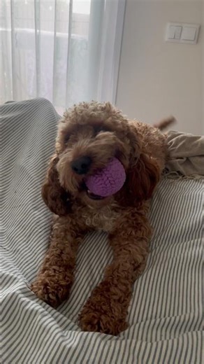 Happy 🥎🏐🏀 #ball#petlovers #cockapoo #funnyshorts #viral