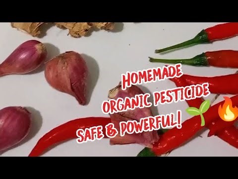 How to Make a Powerful Homemade Organic Pesticide | Garlic–Chili–Ginger Formula for Safe Gardening.