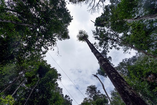 Amazon rainforest trees are getting bigger due to climate crisis, study finds