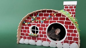 5 cool DIY hamster habitats your little pocket pet will love